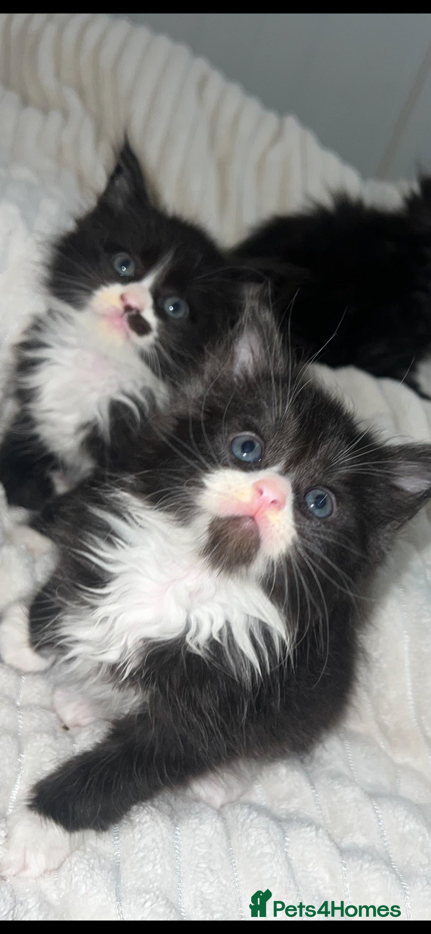 Maine Coon cats 🐾 Fluffy pure Maine coon dad is xxl registered 🐾 - Advert 12