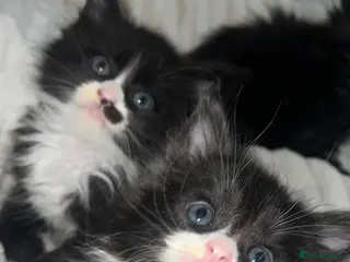 Maine Coon cats 🐾 Fluffy pure Maine coon dad is xxl registered 🐾 - Advert 12