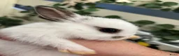 Mixed Breed rabbits for sale: Gorgeous mixed dwarf lop bunnies  - Advert 3