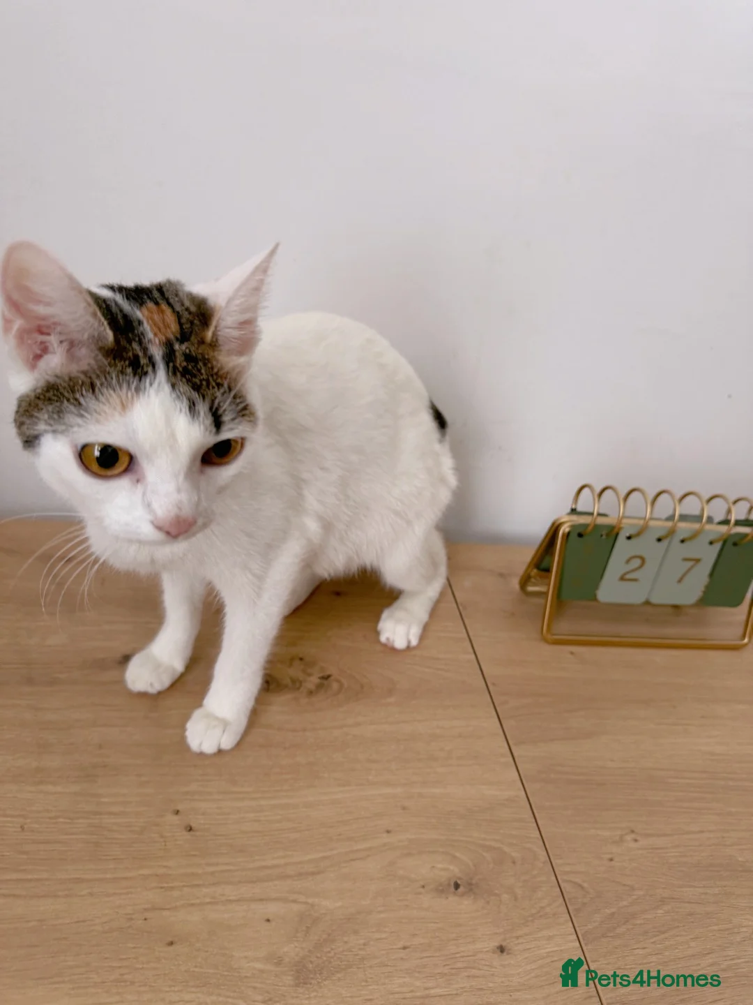 Mixed Breed cats for sale: Petal, Female Calico - Advert 2