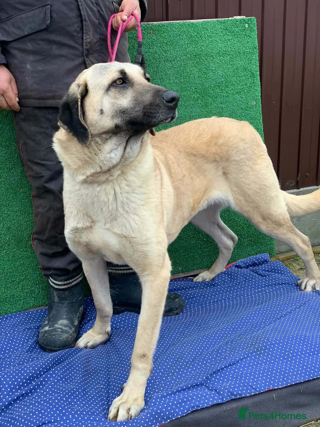 Mixed Breed dogs for adoption: 🧡 Phoenix – A Gentle Soul Waiting to Belong❤️‍🩹 in Hengoed - Advert 3