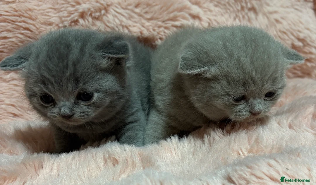 British Shorthair cats for sale: Beautiful British short hair kittens  - Advert 30