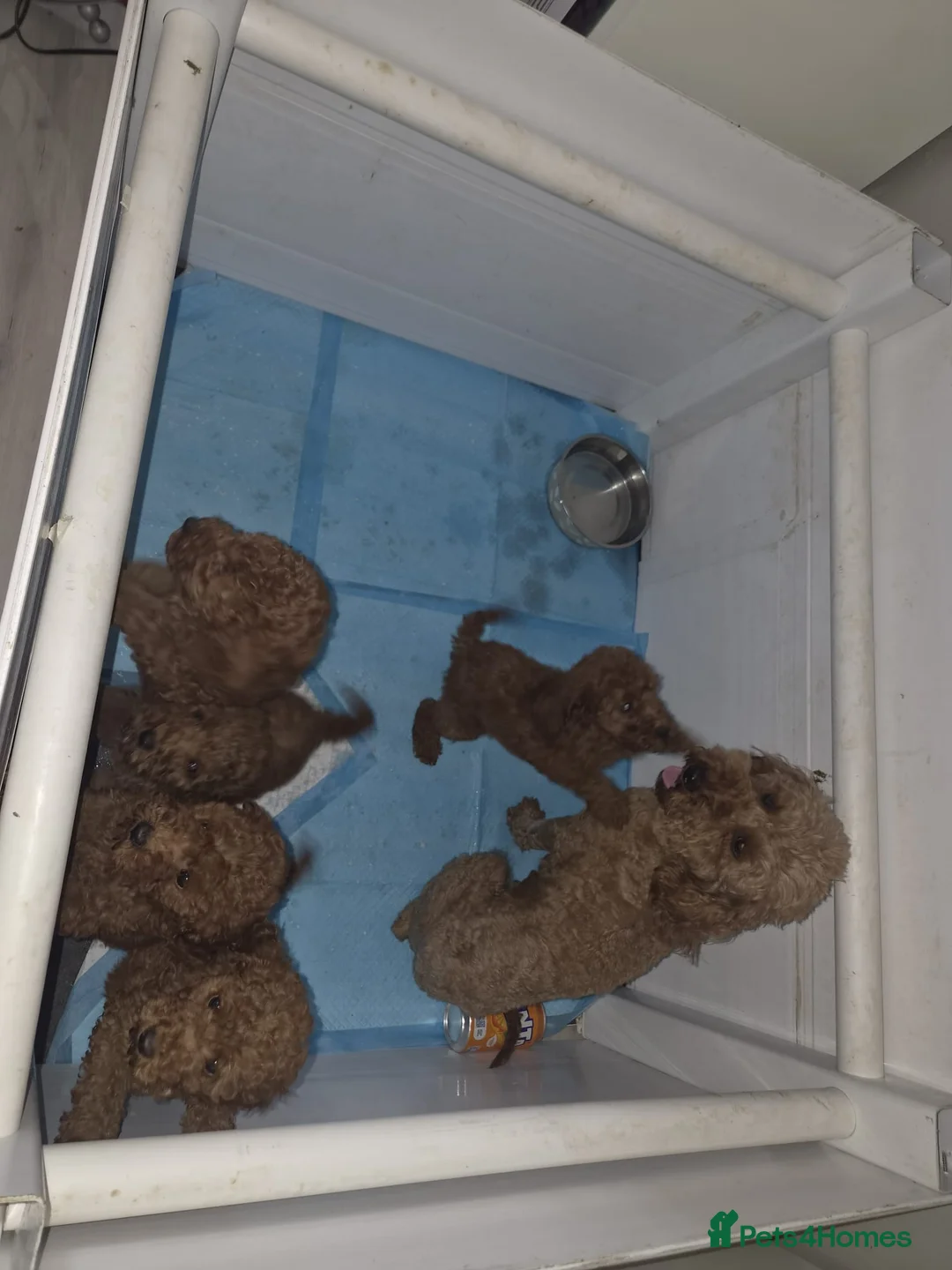 Miniature Poodle dogs for sale: Miniature poodle  in Saint Helens - Advert 2