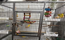 Conures birds for sale: Hand reared Suncheek conure + cage & accessories  - Image 7