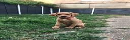 Labrador Retriever dogs for sale: Labrador Retriever  in Colchester - Advert 18
