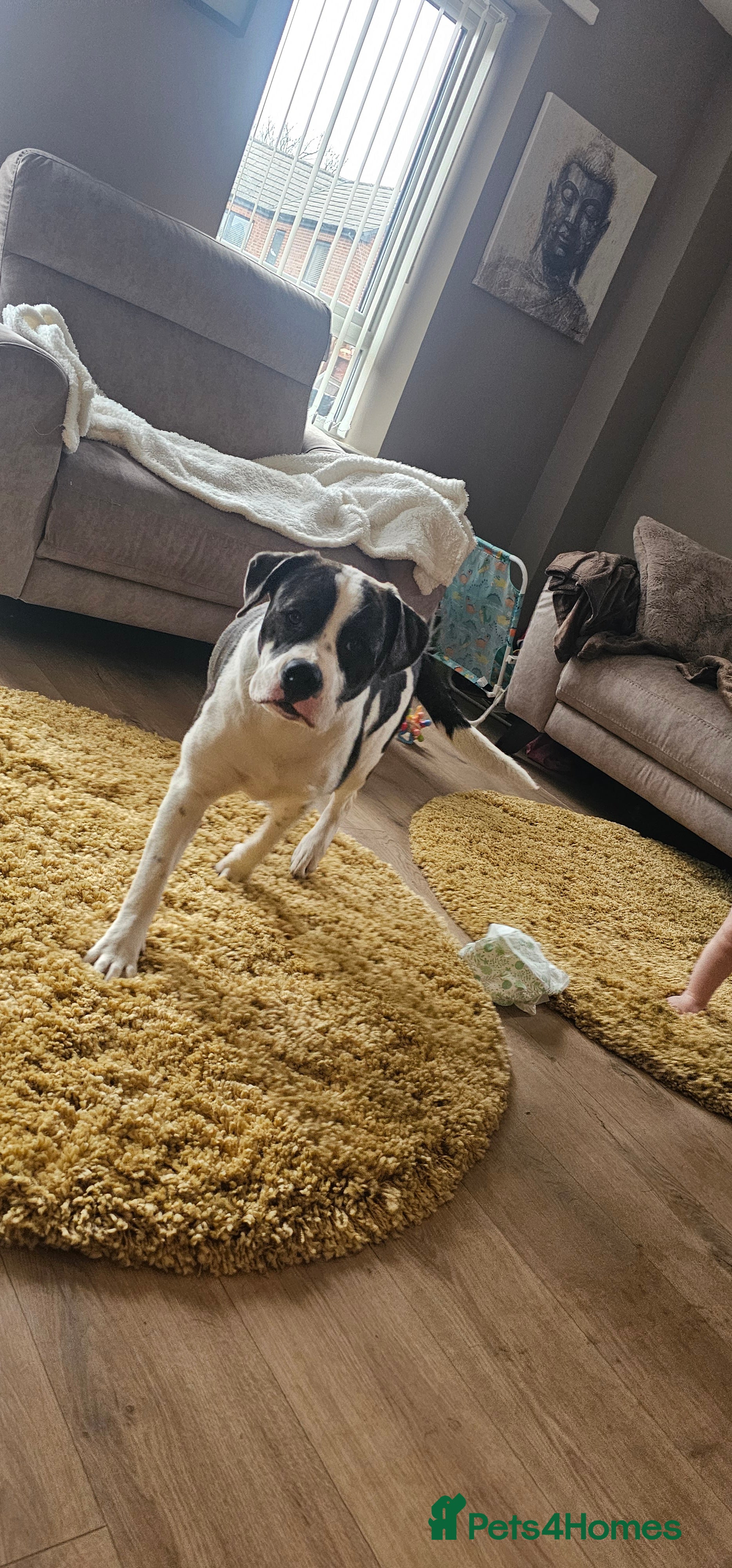Mixed Breed dogs for sale: Beautiful bella - Advert 2