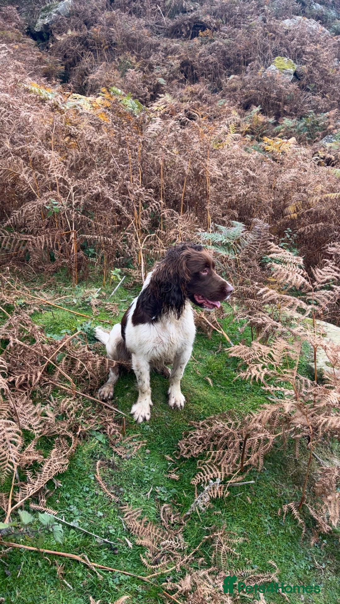 English Springer Spaniel dogs for stud: Health tested, proven working springer spaniel  in Northallerton - Advert 3