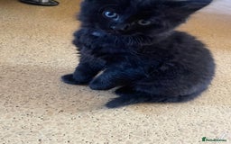 Turkish Angora cats for sale: Fluffy kittens  - Image 7