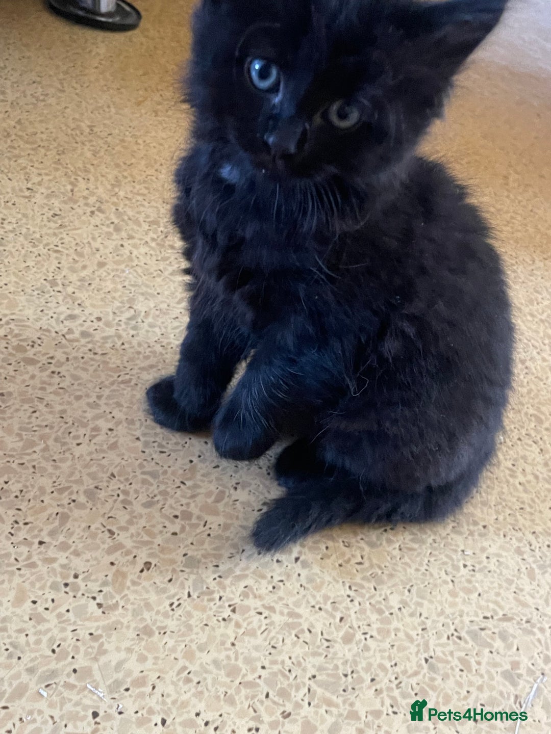 Turkish Angora cats for sale: Fluffy kittens  - Image 7