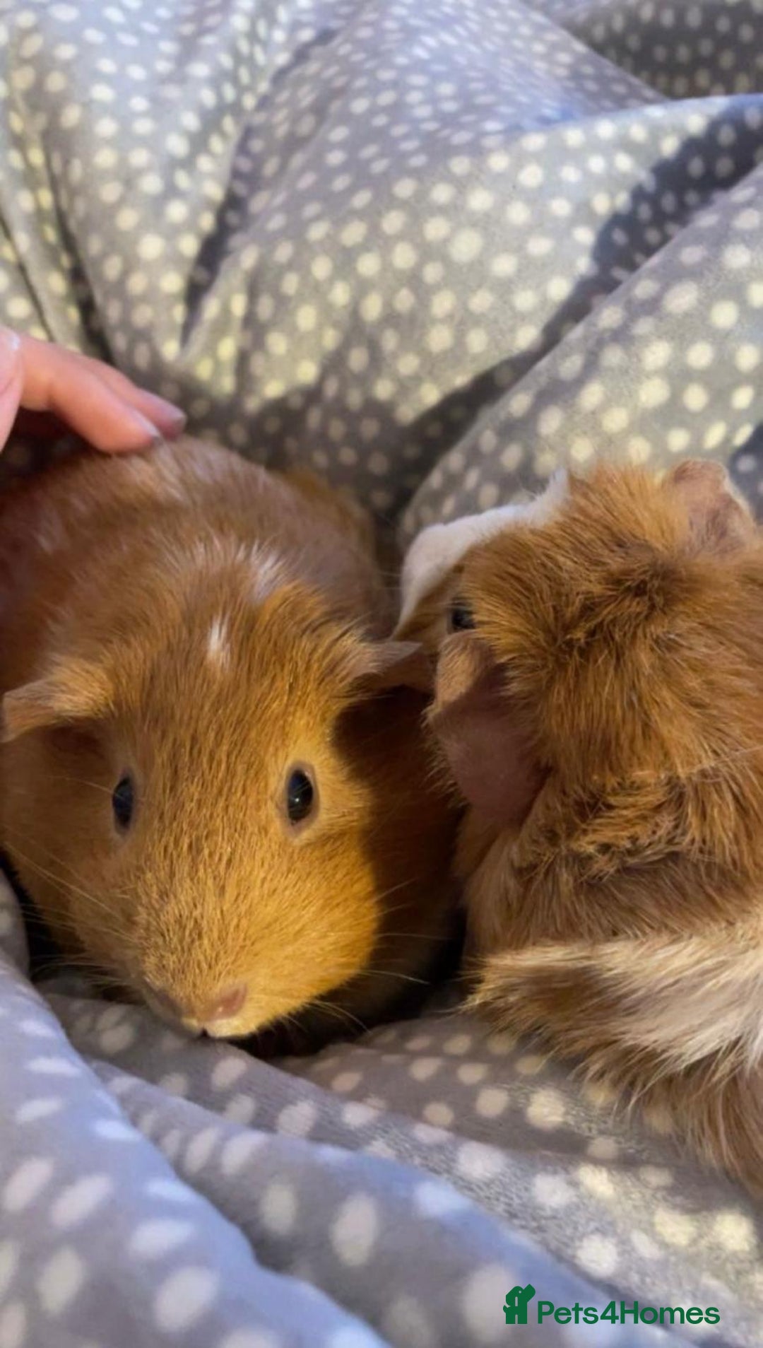Guinea Pig rodents for sale: 2 guinea pigs looking for a new home! - Advert 10
