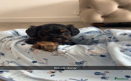 Cockapoo dogs for sale: Beautiful tri cockerpoos  - Image 5