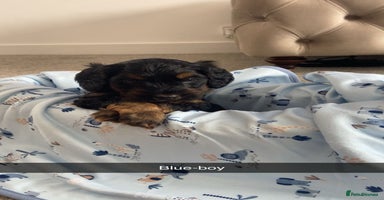 Cockapoo dogs - Advert 1