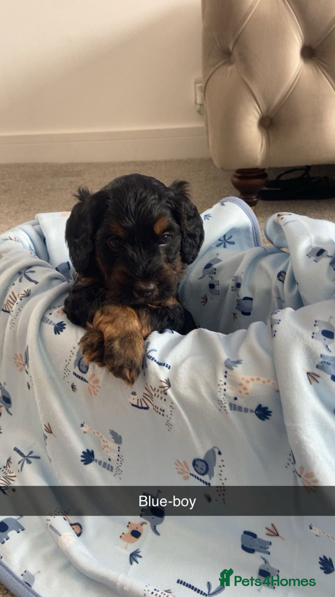 Cockapoo dogs for sale: Beautiful tri cockerpoos  - Image 5