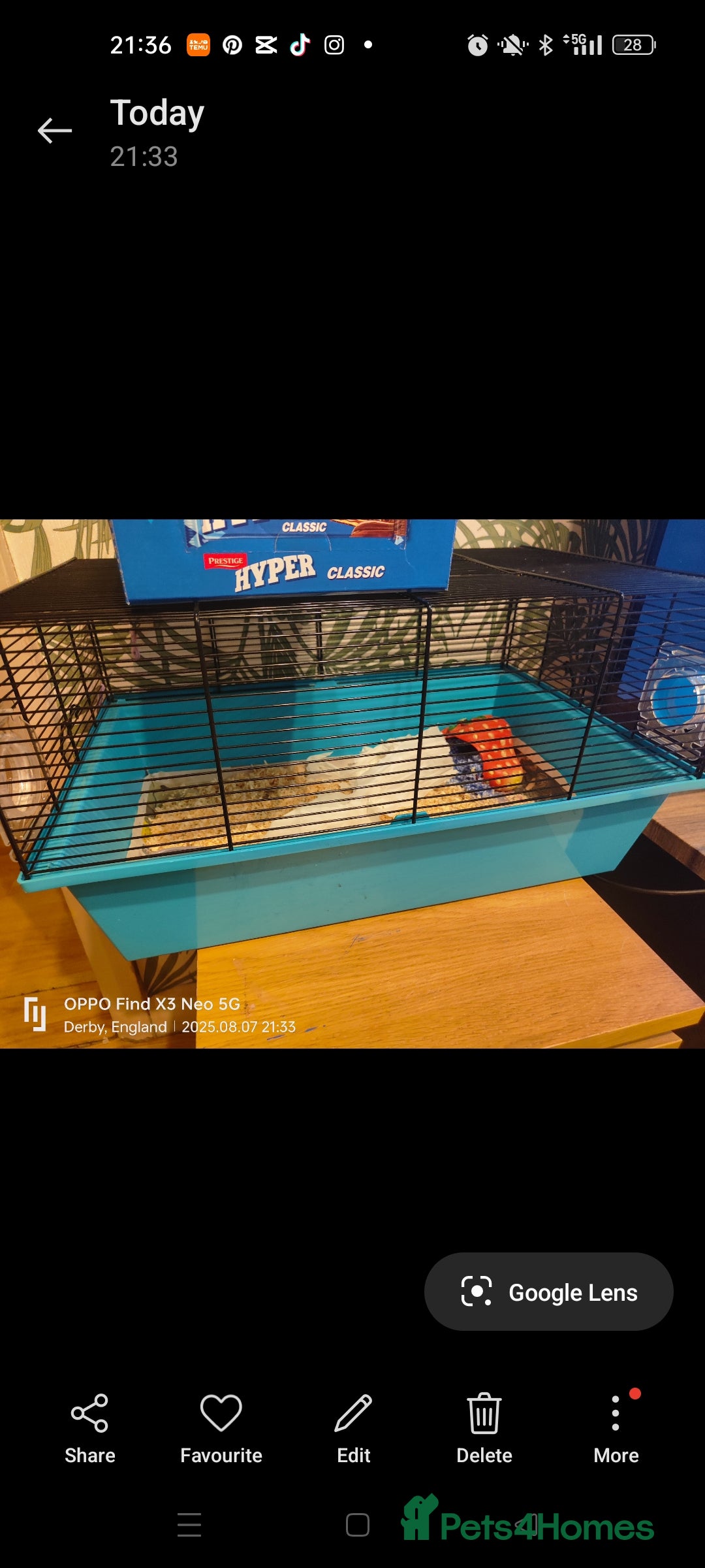 Hamster rodents for sale:  🐹 Dwarf hamster 🐹 - Image 1