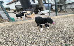 Mixed Breed dogs for adoption: Bandit  - Advert 4