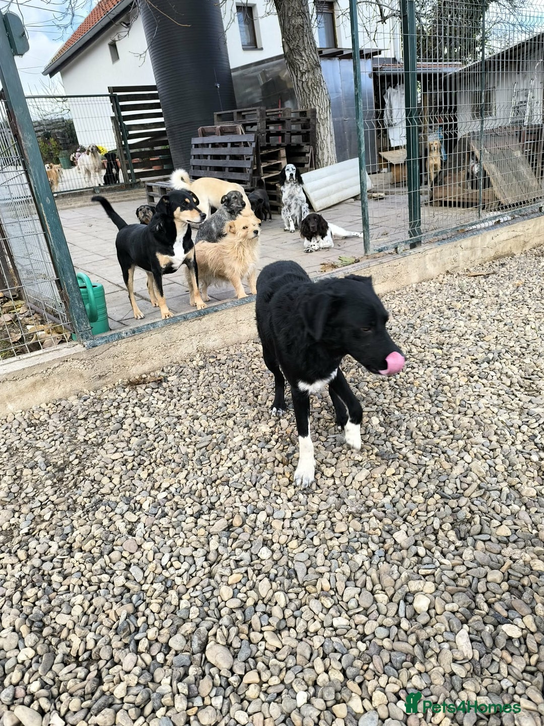 Mixed Breed dogs for adoption: Bandit  - Advert 4