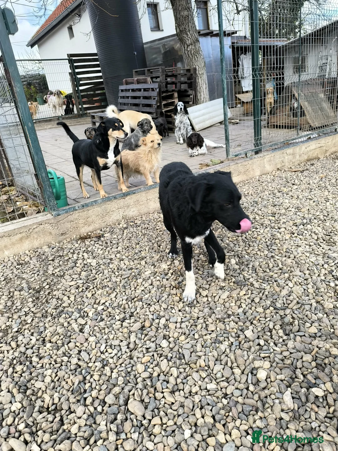 Mixed Breed dogs for adoption: Bandit  - Advert 4