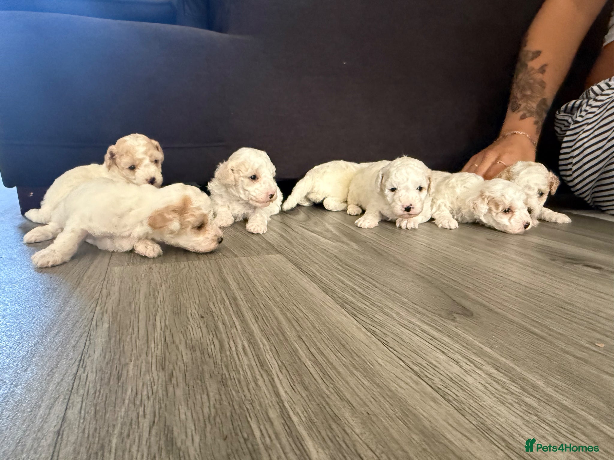 Poochon dogs 7x poochons puppies - Advert 3