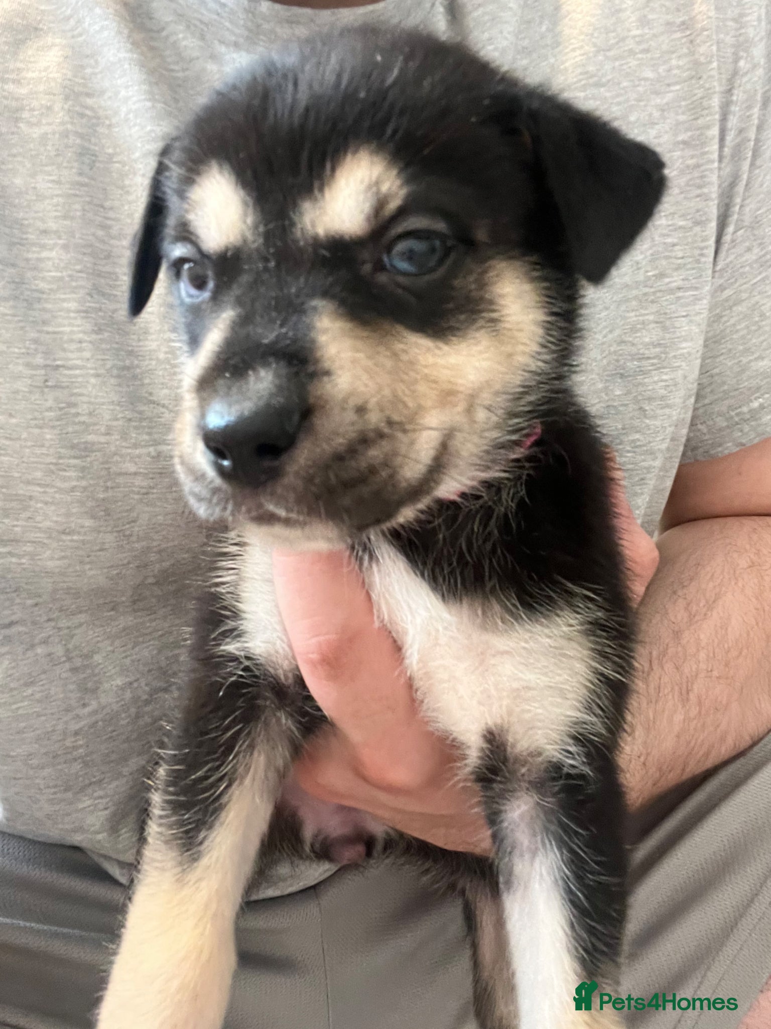 Mixed Breed dogs !!Viewings available-Husky x American Bulldog Pups - Advert 9