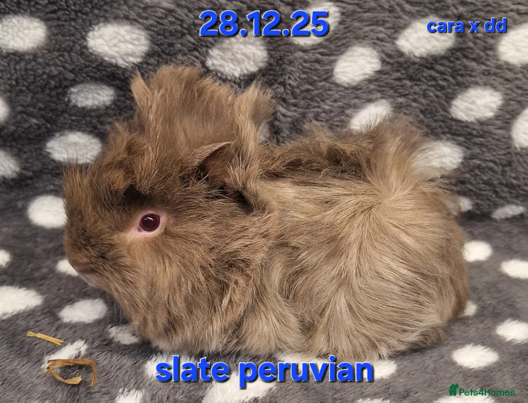Guinea Pig rodents for sale: Baby male peruvian guinea pigs  - Advert 4