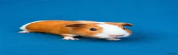 Guinea Pig rodents for sale: Beautiful Guinea Pig boars available  - Advert 6