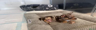 Chihuahua 1