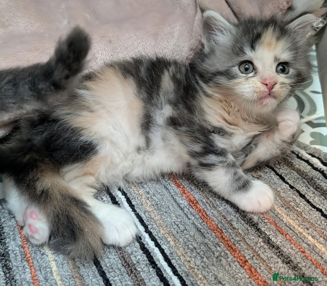 Maine Coon cats for sale: Beautiful Tica Registered Maine Coon kittens  - Advert 7
