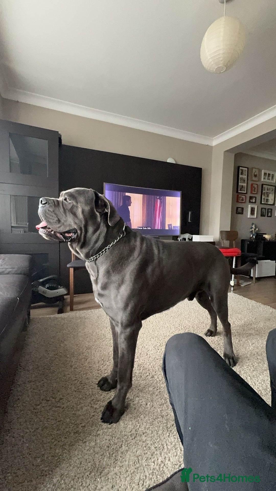 Cane Corso dogs for stud: Kain - For Stud - Image 8