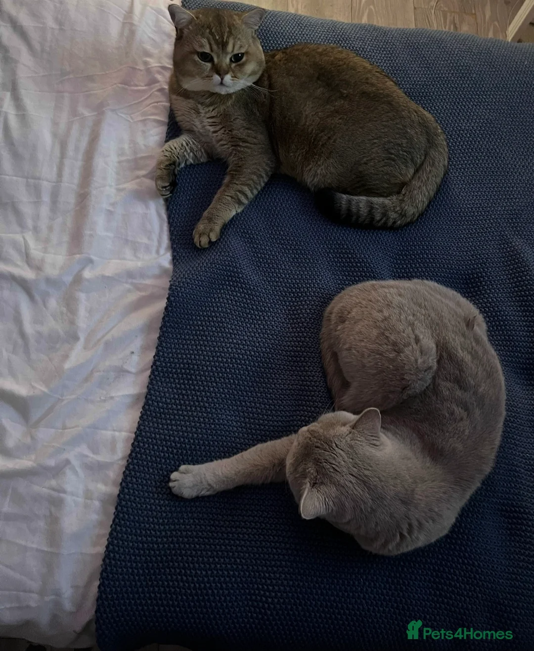 British Shorthair cats for sale: 4 Beautiful British Shorthair Kittens for Sale - Advert 13