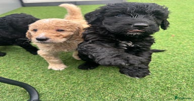 Bernedoodle dogs - Advert 8