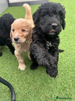 Bernedoodle dogs - Advert 5