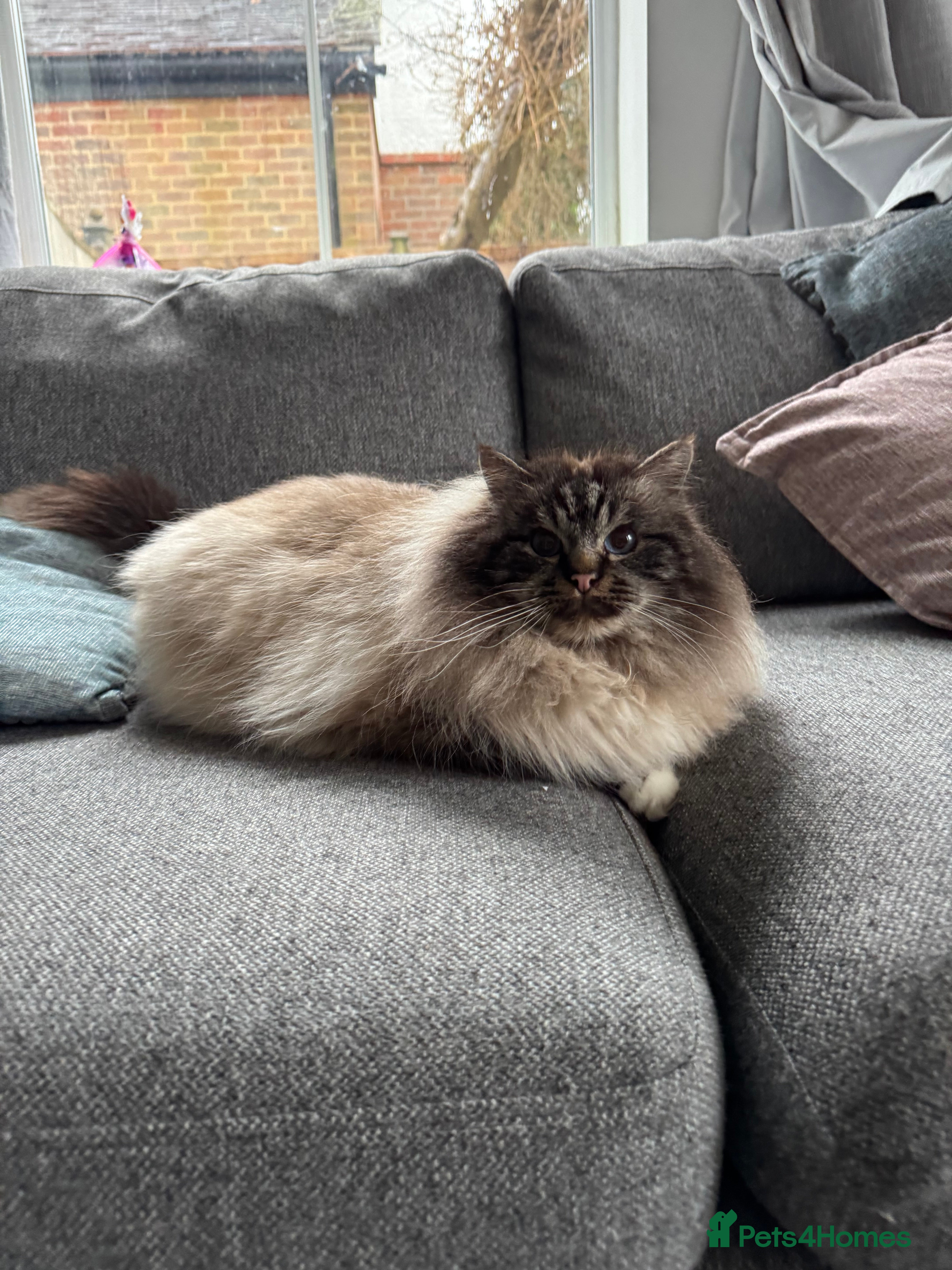 Birman cats Seal tabby male for sale  - Advert 2