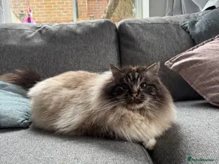 Birman cats Seal tabby male for sale - Advert 6