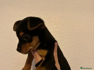 Jack Russell dogs REDUCED Jack Russel pup ready! Last little girl - Advert 2