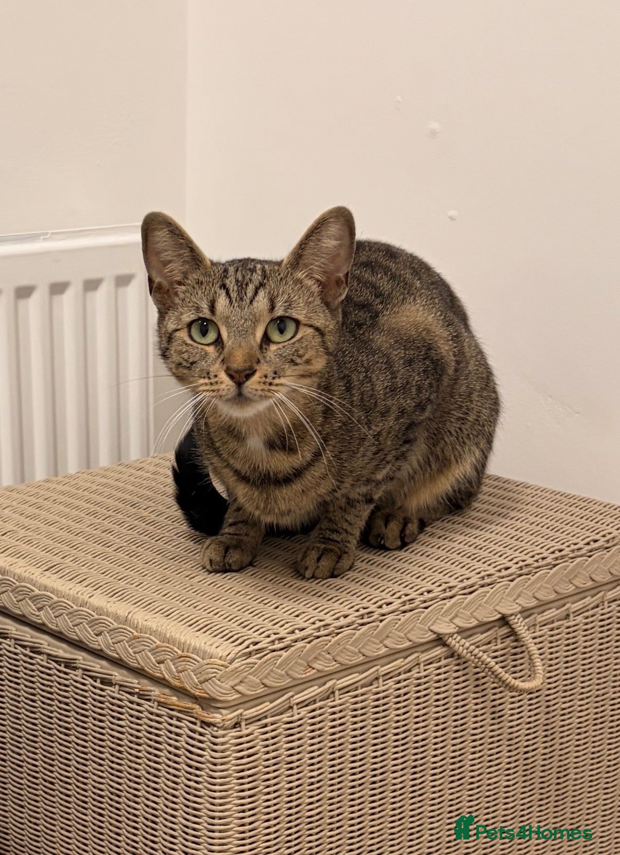 Mixed Breed cats Dorris - Advert 10