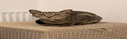 Mixed Breed cats for sale: Dorris - Advert 1