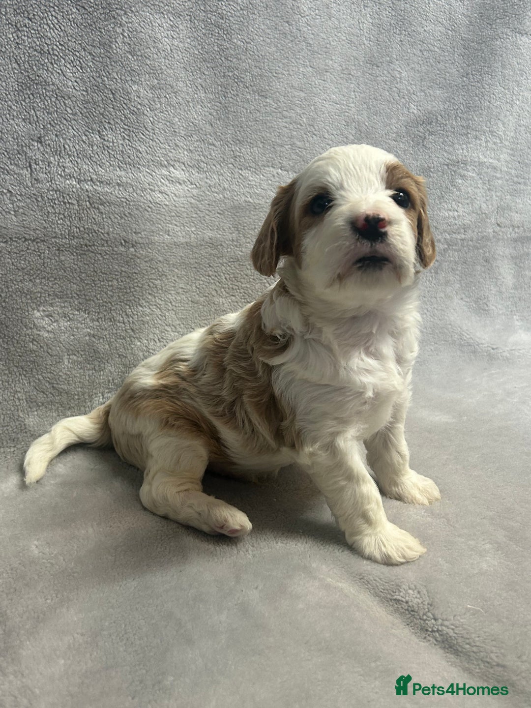 Cavapoochon dogs for sale: Gorgeous red & white male - ready to go!  - Advert 3