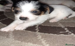 Jack Russell dogs for sale: Stacey/ stephen in Bridgnorth - Image 17