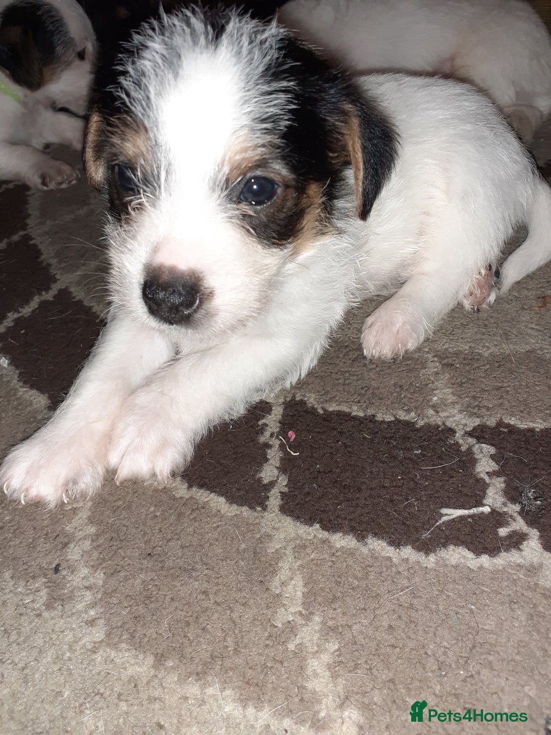 Jack Russell dogs for sale: Stacey/ stephen in Bridgnorth - Image 17