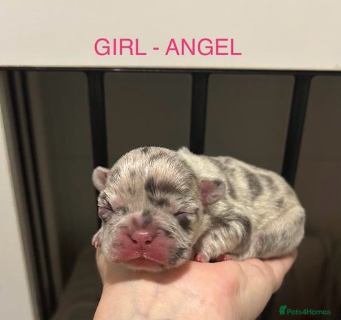 French Bulldog dogs - Advert 13