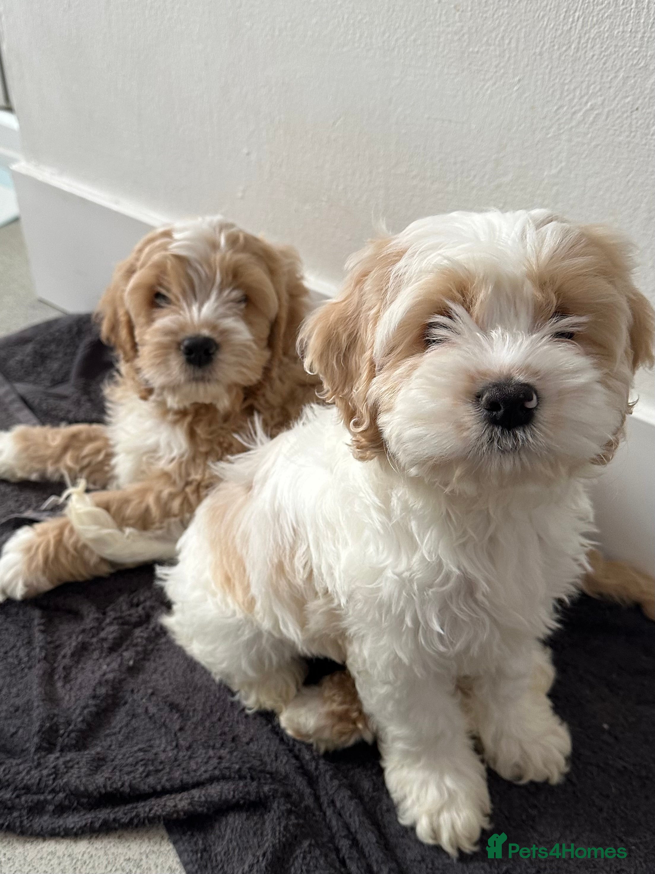 Cockapoo dogs Cockerpoo puppies READY NOW ! - Advert 1