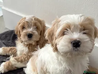 Cockapoo dogs Cockerpoo puppies READY NOW ! - Advert 5