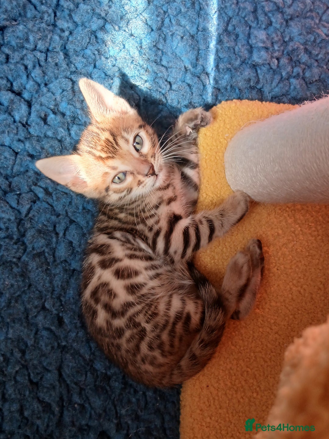 Bengal cats for sale: TICA Family-raised Bengal Kittens Vet Checked - Image 21