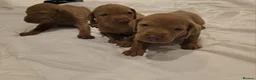 Hungarian Vizsla dogs for sale: Hungarian Vizsla Puppies Looking forForever Homes! in London - Advert 6