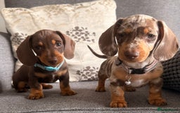 Dachshund dogs for sale: KC one little girl left STANDARD dachshund puppy  - Image 8