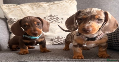 Dachshund dogs - Advert 4
