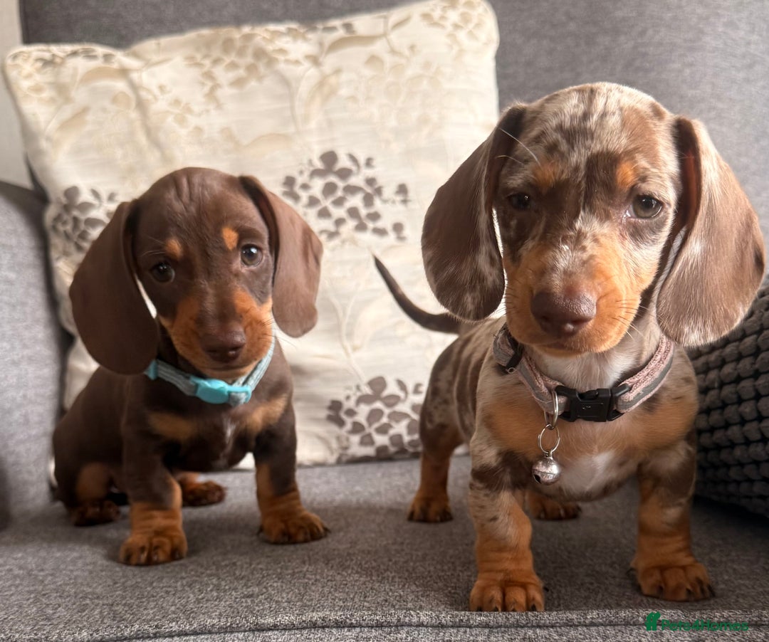 Dachshund dogs for sale: KC one little girl left STANDARD dachshund puppy  - Image 8