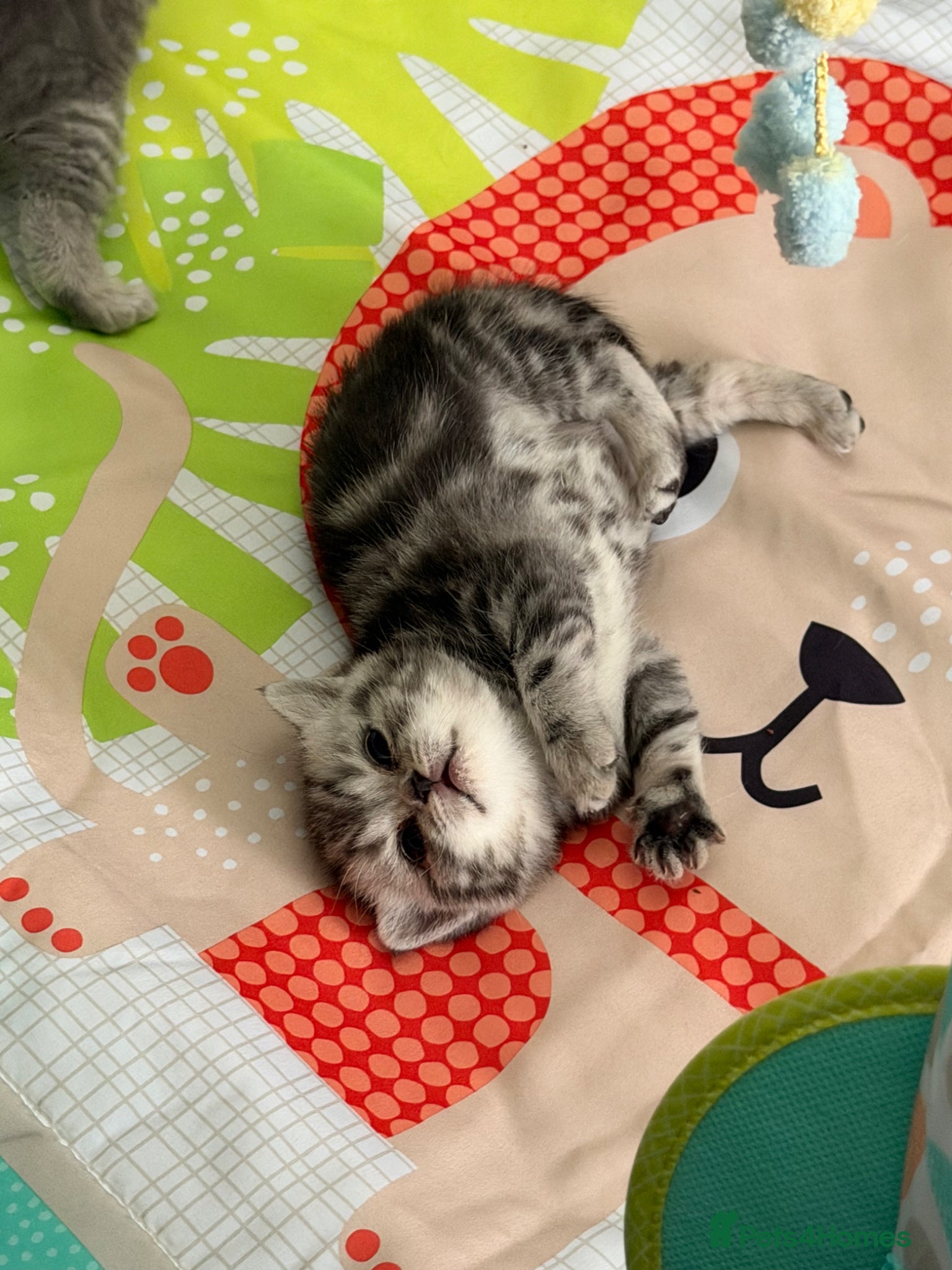 British Shorthair cats Stunning British shorthair kittens - Advert 3