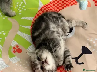 British Shorthair cats Stunning British shorthair kittens - Advert 3