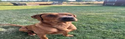 Labrador Retriever dogs for stud: Red fox Labrador for stud  in Northallerton - Advert 3